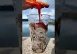 벌써부터 활새우 먹을 수 있다니!!!!!!!