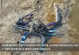제주 바다에 아열대 청색꽃게 정착