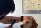 집사 : 우리집개 실명인것 같아요 ㅠㅠ