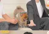 주우재가 키우는 포메