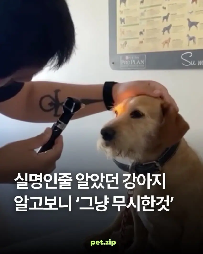 실명인줄 알았던 강아지