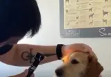 실명인줄 알았던 강아지