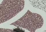 화장실에서 나왔는데 이거 바퀴벌레임?