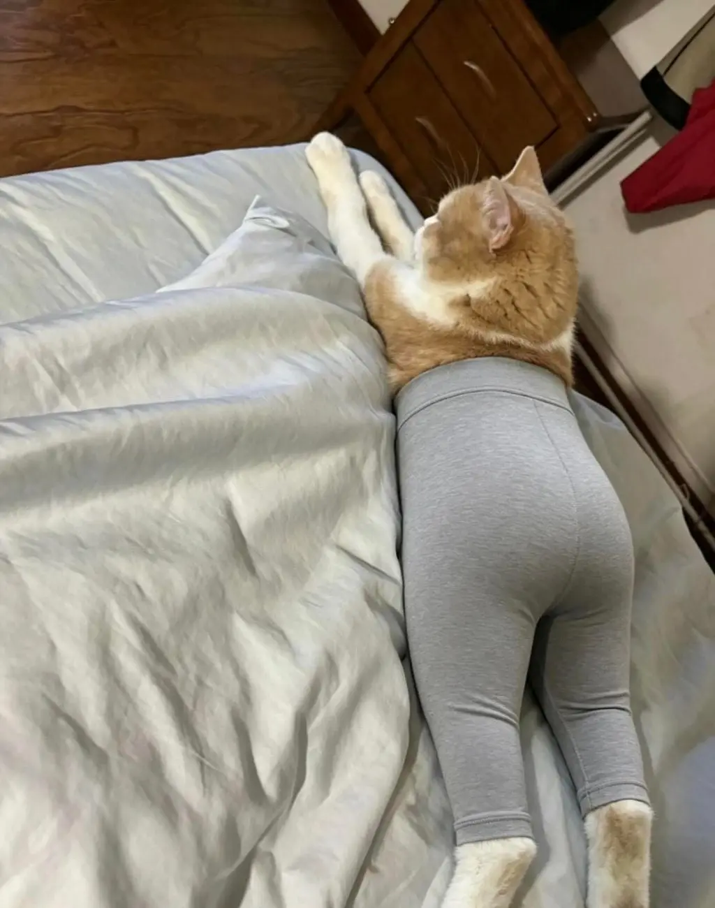 659f0672f11ce6ea1b66dffd05a1df12c21c3c5e.jpg