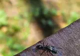 태어나서 처음본 개미인줄 알았는데 (곤충사진 주의)