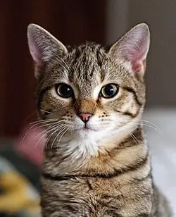 Gatto_europeo4.jpg
