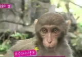원숭이랑 3초 이상 눈 마주치면 생기는 일.jpg