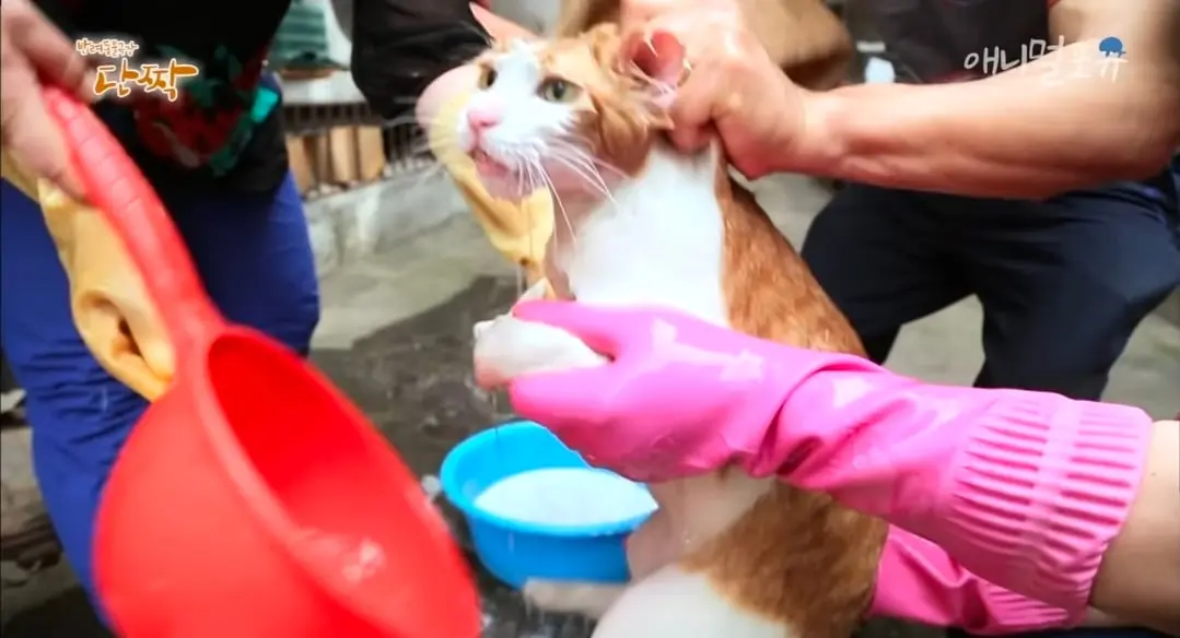 Screenshot_20260606_150620_YouTube.jpg