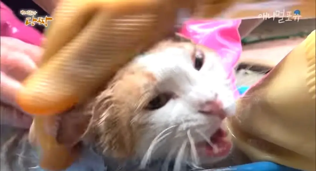 Screenshot_20260606_144949_YouTube.jpg