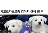 얼마나 즐겁게 산책했는지 감도 안 옴.jpg