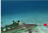 스압, 데이터 주의) 은혜 갚은 똑똑한 문어