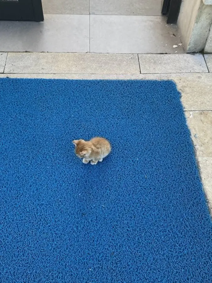 20260608111807_Va5zoTyJ4Y.jpeg