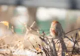 뱁새 보고가세요