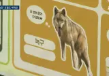오월드 재개장... 늑구 근황.jpg