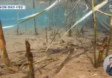 서귀포시의 광기