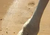 서양에서는 여성 외음부의 윤곽을 낙탈발가락(Camel Toe)라고 부릅니다
