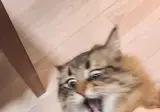 간식 니꺼니까 진정해