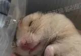 병원 입원하느라 햄스터 친구집에 맡겼는데