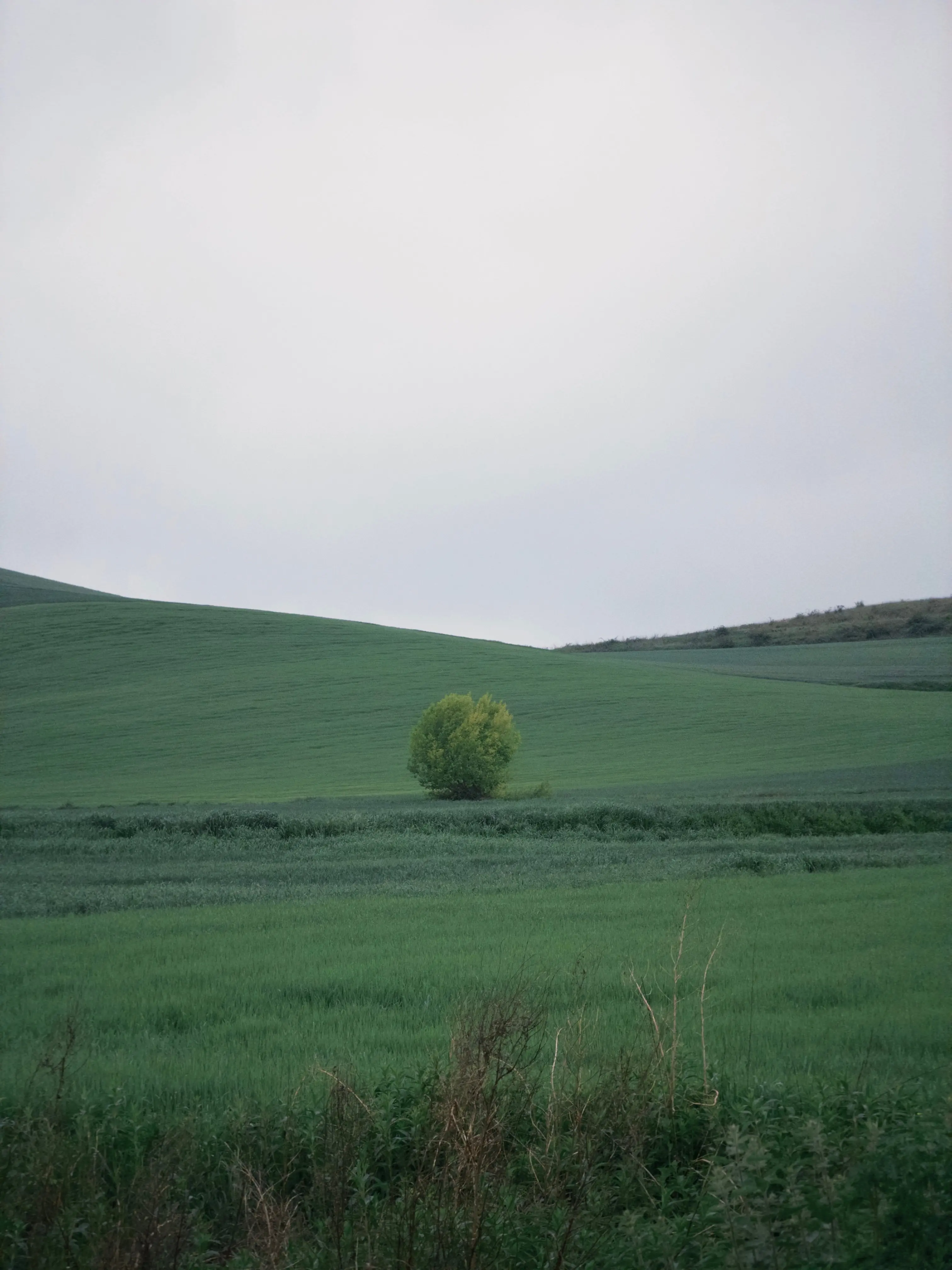 IMG_4033.jpeg
