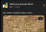인터넷에 신기한 새라고 사진 올라오면 상당수를 차지하는 새.jpg