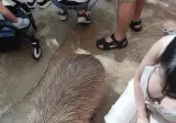 ㅇㅎ 와 씨 카피바라 진짜 크구나