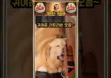 천사견 리트리버들 댕청미 레전드 모음.zip