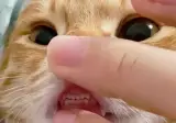 보면 하찮게 귀여워서 웃음터지는.jpg