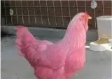 거 참 핑계 한 번 좋구만