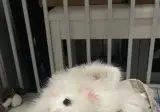 뽀뽀를 받은 멍멍이와 고양이 차이
