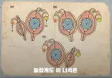 자궁 2개, 질 3개, 1년 내내 발정기