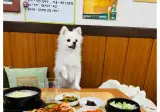 와.. 혼밥하면 강아지가 앞에 앉아준다는 밥집 ㄷ..jpg