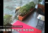 죽어가는 새끼 물고 동물병원 찾아간 어미개.jpg
