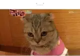 22개월 아기에게 학대당하는 고양이