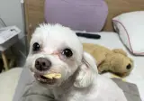 10년 눈팅러입니다. 염치없지만 강아지 좀 찾게 웃자 한 번만 보내주세요.