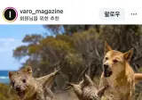 쿼카는 새끼를 버리고 튀지 않는다