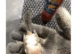 창문에 박고 기절한 뱁새