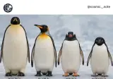 생각보다 다양한 펭귄 종류.jpg