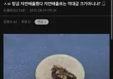 으악으악 요로결석 갤러리 자연배출 크기 인증.jpg