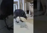 옛날에는 지금처럼 불길한 새가 아니었던 까마귀
