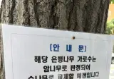 해당 은행나무는 암나무로 판정되어 교체 예정