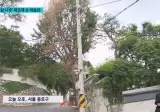 100년넘은 은행나무에구멍 뚫고 제초제를…충격적인 범인의 정체는 바로 옆 미술관 직원들