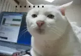 퇴근직전 아재개그 푸쨩이 15살이며?