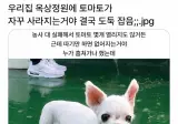 토마토 도둑을 잡았는데