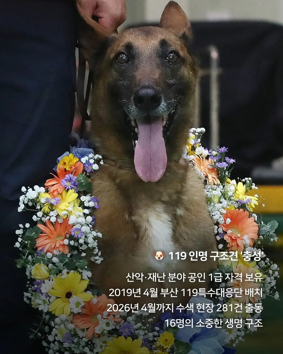 충성아, 그동안 정말 수고했어!🥹 오늘(1일) 7년 동안 전국 주요 수색 현장에서 활약한 119 구조견 ‘충성’의 은퇴식이 열렸습니다. 부산소방재난본부는 이날 오후 부산 -1.jpg