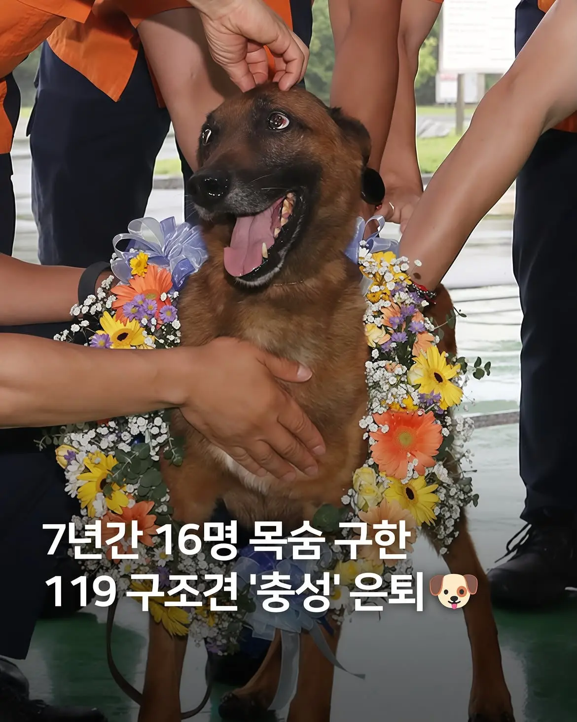 충성아, 그동안 정말 수고했어!🥹 오늘(1일) 7년 동안 전국 주요 수색 현장에서 활약한 119 구조견 ‘충성’의 은퇴식이 열렸습니다. 부산소방재난본부는 이날 오후 부산 .jpg