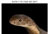 세상에서 가장 위험한 뱀.jpg
