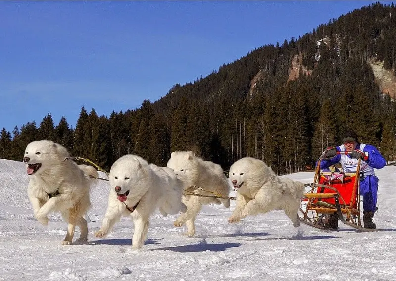 Samoyed-dogs-pulling-sled-in-snow.jpg