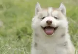인류의 진정한 친구 반박불가 G.O.A.T.