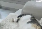 겨드랑이 긁어달라는 고양이