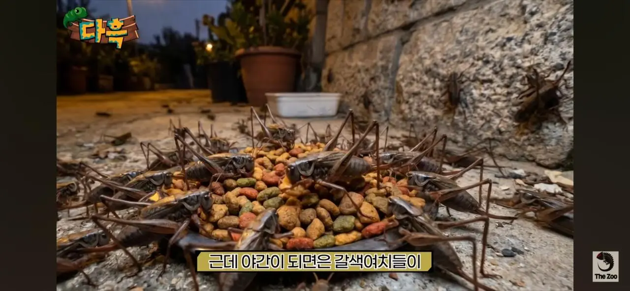 1000027033.jpg 포텐간 갈색여치 주 먹이가된 캣맘사료 ㄷㄷ